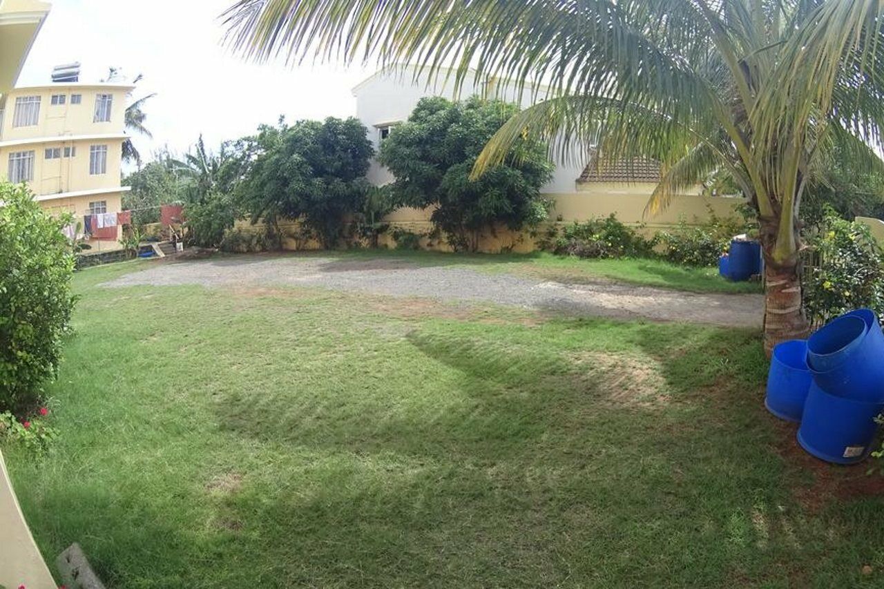 Allamanda - 100m *